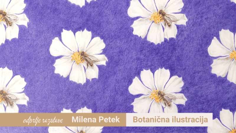 17.1.2025 Odprtje razstave Milena Petek Botanična ilustracija