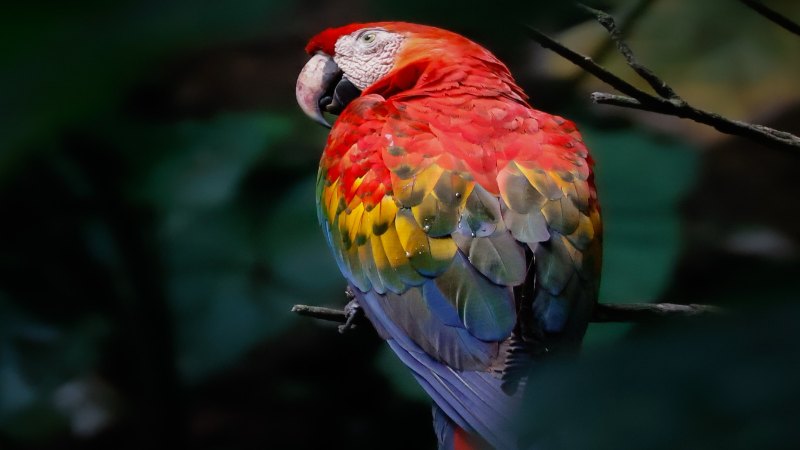 14.11.2025 Ekvador ujem med Amazonijo, Andi in Galapškim otočjem-napovednik-dogodki-prireditve