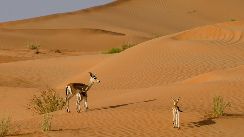 6.2.2025 Združeni Arabski Emirati za ljubitelje narave-napovednik-dogodki-prireditve